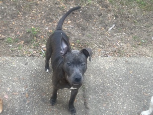 American Pit Bull Terrier – Bella – Pensacola