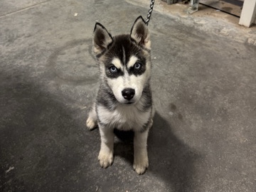 BEAUTIFUL HUSKY PUPPY