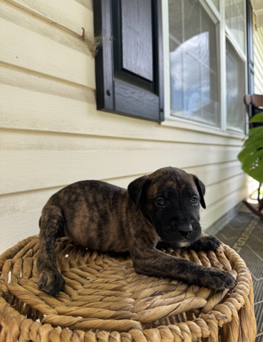 Presa Canario Puppies
