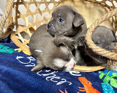 American Bulldog – Exotic, micro bullies