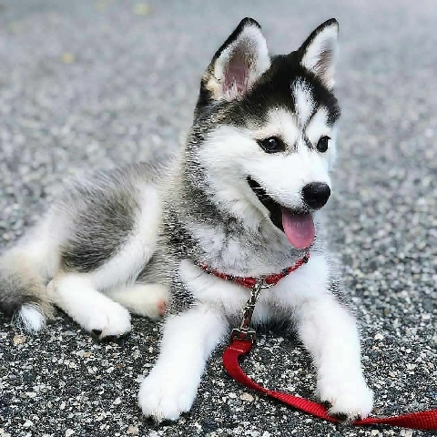 Siberian Husky – Siberian Husky pups available