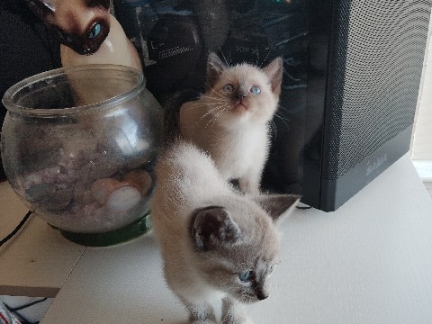 Siamese – Siamese Kittens – Antioch