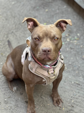 American Pit Bull Terrier – Pit-Bull For Sale