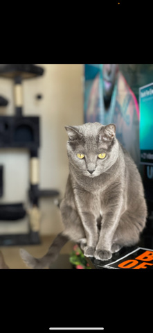 cat