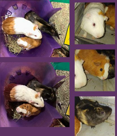 Guinea pigs