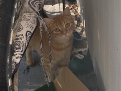 Free kitten – Spring