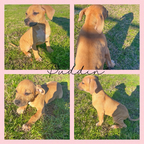 Rhodesian Ridgeback – puppy mix