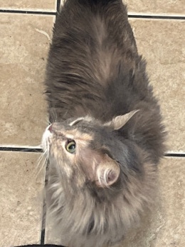 Maine Coon – Half Maine **** cat