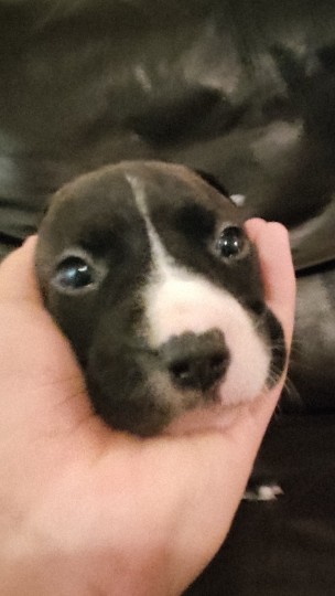 Staffordshire Bull Terrier – 4weeks Staffordshire puppies