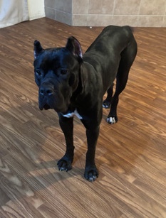 Cane Corso – cane corso pups