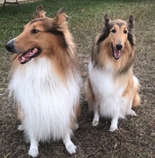 Rough Collie – Puppies for Christmas