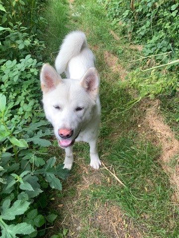 Lovely American Akita (Prince Negotiable)