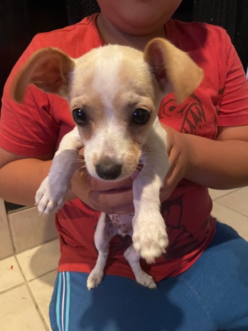 Chihuahua – Chihuahua Puppy