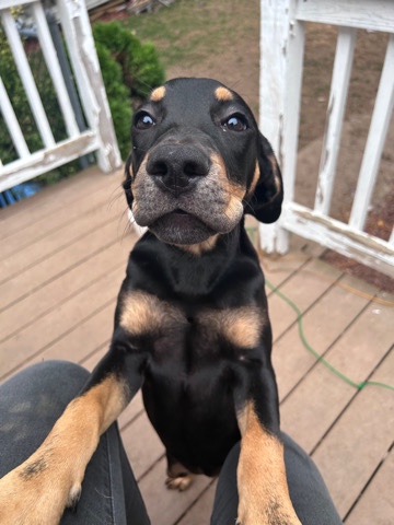 American Pit Bull Terrier – pit mix puppy