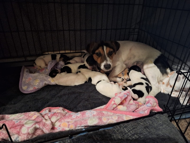 Jack Russell Terrier – 4 boys 4 girls
