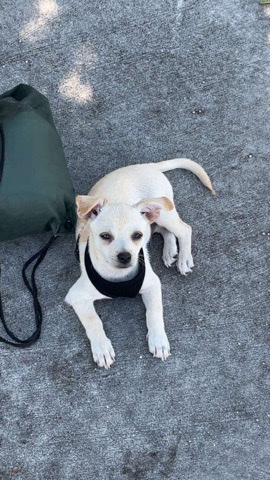 Chihuahua – Tito- Chihuahua