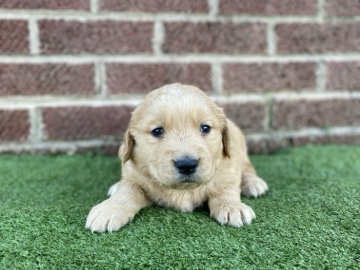 Golden Retriever – ALMOST OUT!! GOLDEN RETRIEVER PUPPIES!!! – Marshville