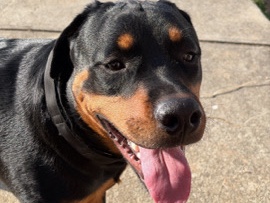 Rottweiler – Full Blooded American Rottweiler – Dallas
