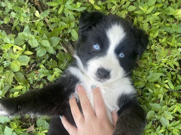 Australian Shepherd – Angel 🪽