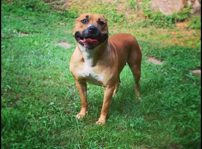 American Bully