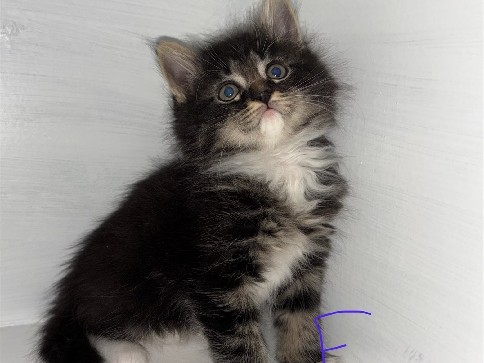 Norwegian Forest cat – Norwegian forest Kittens – Chelmsford