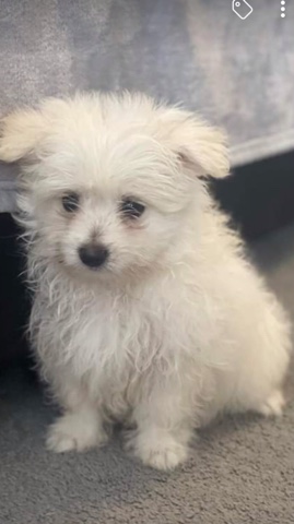 Pomeranian – female Pomeranian cross Maltese