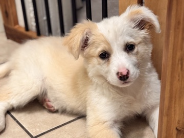 Border Collie – Border Collie Puppy, Healthy & Playful – Pico Rivera