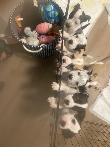 American Pit Bull Terrier – I have 2 boy pit bulls left