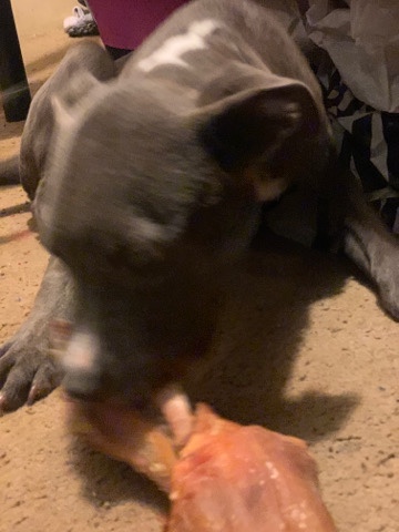 American Pit Bull Terrier – blue pitbull