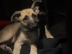 German Shepherd – Echo – Houston