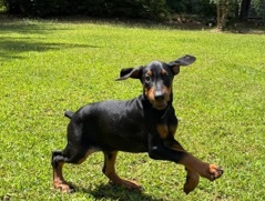 Three Doberman female puppies 