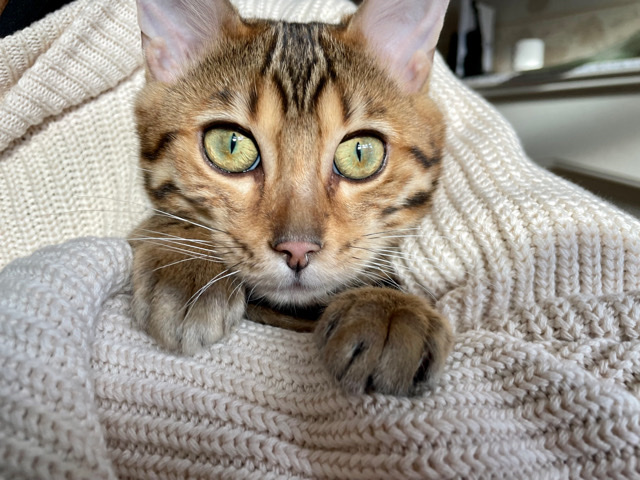 Bengal – 😍🏆WoW Luxury Glitter Bengal Pedigree Girl🏆😻
