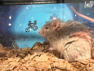 Mouse – Remi – San Jose