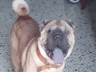 Image of Shar Pei