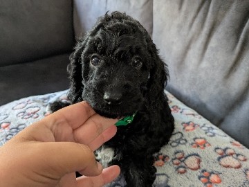 Cockapoo – 4 beautiful cockapoo puppies – Hythe