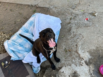 Mixed Breed – dior – Fresno