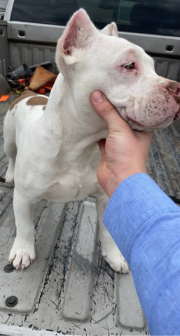 American Bulldog – selling American bully pup