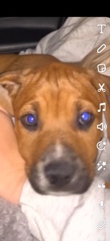 Great Dane – Great Dane Puppy