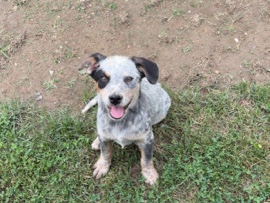 Australian Cattle Dog – blue heeler – Elkfork