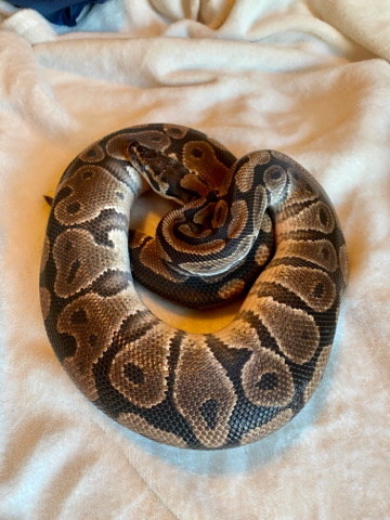 Any – Ball Python