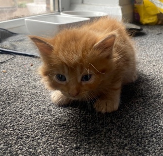 British Shorthair – beautiful kittens