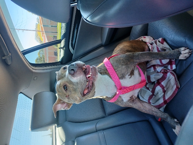 American Pit Bull Terrier – Passive and extremely Lovable Pitbull