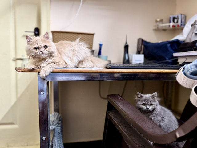 Persian (Modern) - Persian adorable cats available for adoption in Bengaluru