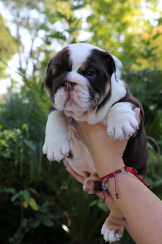 Bulldog – English bulldog puppy