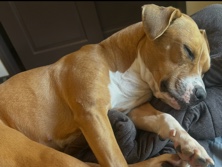 American Pit Bull Terrier – Rehome-pitbull – Laredo
