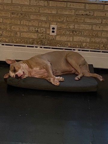 American Pit Bull Terrier – buzz mix breed