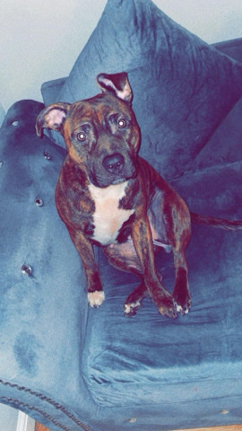 beautiful staffy/presa puppies for sale