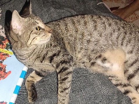 kitten – Veraval
