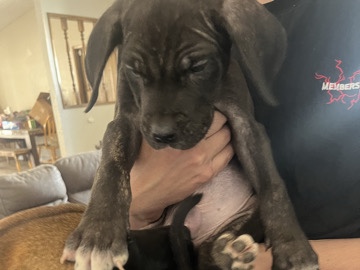 Great Dane – Great Dane/ Corso Puppies – Apple Valley