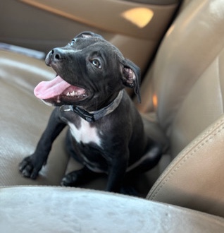 rehome for Puppy